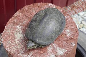 Tortoise on a wooden red stump. Ordinary river tortoise of temperate latitudes. The tortoise is an ancient reptile. photo