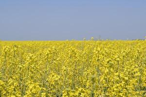 Rapeseed field. Yellow rape flowers, field landscape. Blue sky and rape on the field. photo