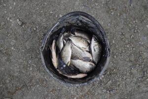 River fish in a plastic bucket. Fish catch. Carp and carp. Weed fish. photo