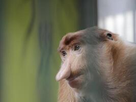 Portrait of male proboscis monkey or Nasalis larvatus or long-nosed monkey in a cages of a zoo photo