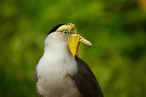 Portrait of Masked lapwing or vanellus miles bird isolated on green background photo