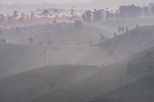 Tea plantation covered by thick fog in cloudy morning in South Bandung, Indonesia photo