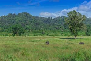 Beautiful Landscape of Savanna Sadengan, Alas Purwo National Park, Banyuwangi, Indonesia photo