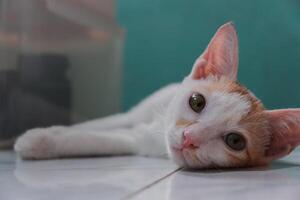 White kitten laying down on the floor. Little domestic cat looking with curious face. photo