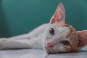 White kitten laying down on the floor. Little domestic cat looking with curious face. photo