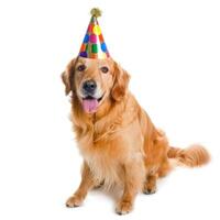 ai generado linda perro en cumpleaños gorra aislado foto