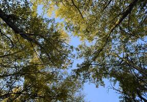 View from the bottom up in a forest of silver poplars. Background of the sky and trees. Autumn in the forest. photo