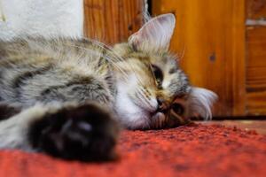 un a rayas gato mentiras en el alfombra. Doméstico gato. foto