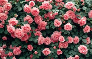 AI generated pink rose garden background photo