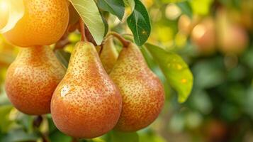 AI generated Beautiful juicy ripe pears hang on a branch in the summer garden photo