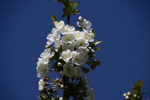 Cherry blossoms against a blue sky photo