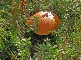 Edible mushrooms in the forest litter. Mushrooms in the forest-t photo