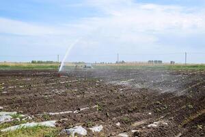 irrigación sistema en campo de melones riego el campos. aspersor foto