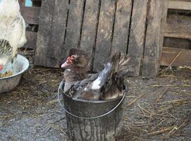 almizclado Pato se baña en un Cubeta de agua. foto