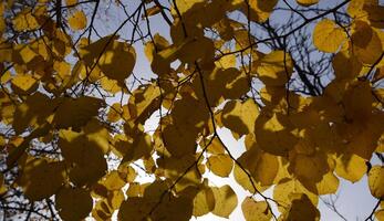 amarillo hojas de tilo en contra el cielo y el iluminar desde el fondo. otoño antecedentes desde hojas de un tilo. amarillo otoño hojas foto