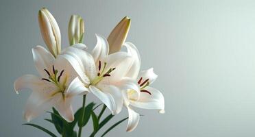 AI generated fresh white lilies on a white background photo