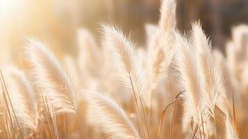 AI generated Golden Pampas Grass in Sunlight photo