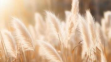 AI generated Golden Pampas Grass in Sunlight photo