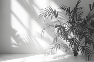 AI generated a background of a white room with a silhouette of a tropical tree photo