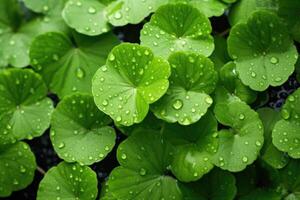 AI generated Raindrops on gotu kola leaves. Natural background Centella asiatica succulent fresh leaves, medicinal and cosmetic plant photo