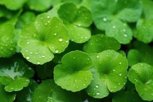 AI generated Raindrops on gotu kola leaves. Natural background Centella asiatica succulent fresh leaves, medicinal and cosmetic plant photo