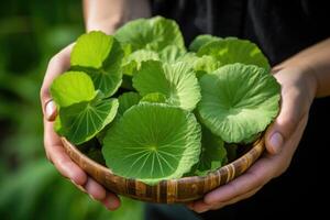 AI generated close up hands holding leaves of gotu kola Herb, Centella asiatica medicinal and cosmetic plant photo