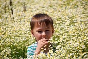 boy in daisy flowers, field with daisies photo