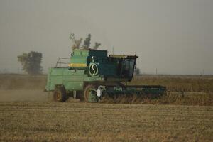 Soy harvesting by combines in the field. photo