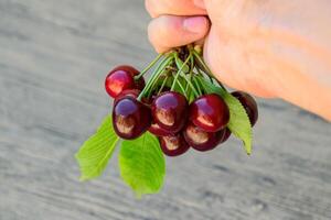 Berries of a sweet cherry in a hand on a branch with leaves. Ripe red sweet cherry photo