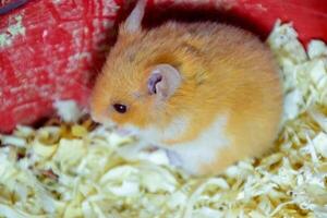 Hamster home in keeping in captivity. Hamster in sawdust. Red hamster photo