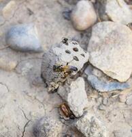 Break a hornet's nest of clay. Nests of clay belonging wasp. Clay camera in the nest and store food for larvae of them. The socket has input and ventillyatsionnye openings photo