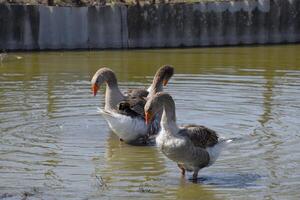 The gray goose is domestic. Homemade gray goose. Homemade geese in an artificial pond photo