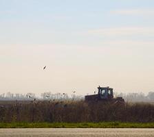 tractor arada un campo y cuervos volador alrededor él en buscar de comida foto