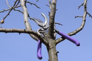 Secateurs hanged on a pear branch. Pruning pear branches pruners. photo
