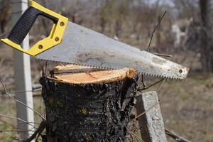 Saw a hacksaw at the cut branch. Cutting a tree branch with a hand garden saw. photo