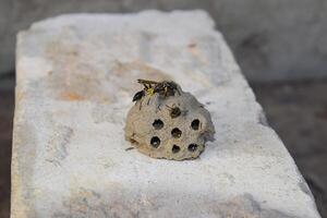 Break a hornet's nest of clay. Nests of clay belonging wasp. Clay camera in the nest and store food for larvae of them. The socket has input and ventillyatsionnye openings photo