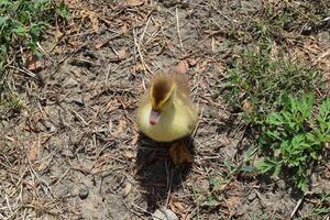 Ducklings of a musky duck photo