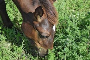 The grazed horse photo