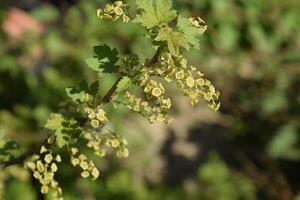 Flowers of red currant in spring on a stalk. photo