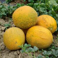 Melons, plucked from the garden, lay together on the ground photo