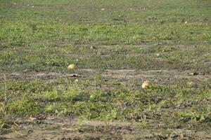 An abandoned field of watermelons and melons. Rotten watermelons. Remains of the harvest of melons. Rotting vegetables on the field. photo