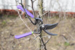 Secateurs hanged on a pear branch. Pruning pear branches pruners. photo