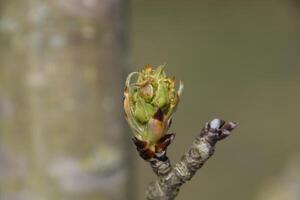 Blossoming buds of pear tree. Dissolve kidney pears photo