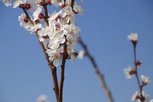 Spring flowering trees. Pollination of flowers of apricot. Blooming wild apricot in the garden photo