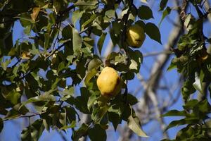 Ripe pears hang on branches of a tree. Late autumn in the garden, late varieties of pears. photo