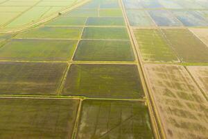 The rice fields are flooded with water. Flooded rice paddies. Agronomic methods of growing rice in the fields. photo