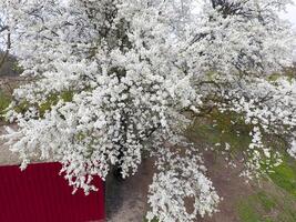 Blooming cherry plum. White flowers of plum trees on the branches of a tree. Spring garden. photo