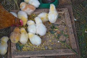 Chicken mother with chickens photo