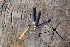 Three firecrackers and match lying on a tree stump photo