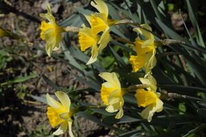 Flowering daffodils in t garden, yellow daffodil flowers photo